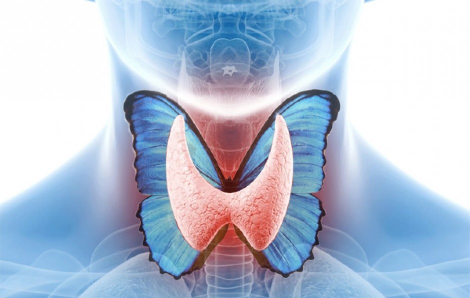 щитовидка заставка