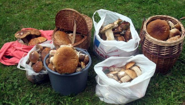 гриби заставка